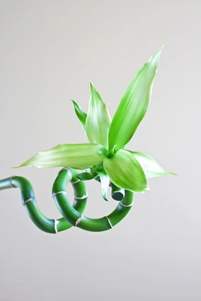 stock image Bamboo bud