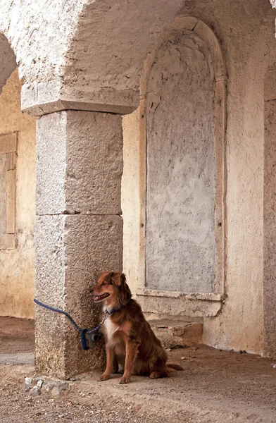 kahverengi bir köpek sahibi için bekliyor