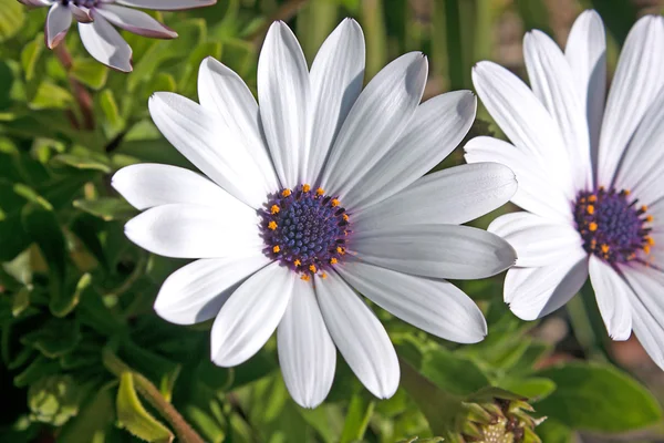 stock image White flower