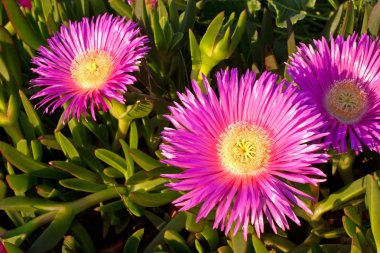 Carpobrotus edulis-crybaby flower of beaches clipart