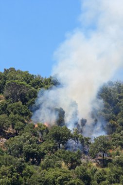 Orman çam ve meşe yangın