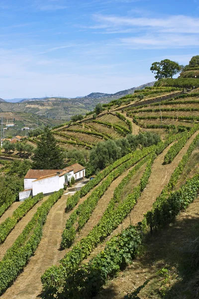 Douro wijngaard — Stockfoto