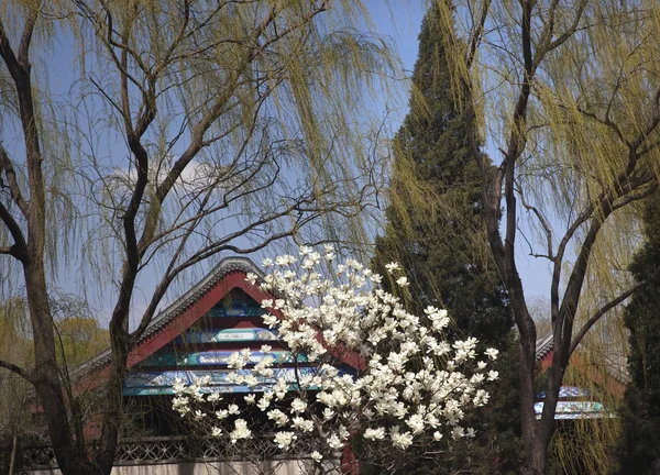Manolya willows summer palace beijing Çin bahar — Stok fotoğraf