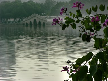 Hong kong orkide ağaç, Çin Köprüsü, huizhou, Çin