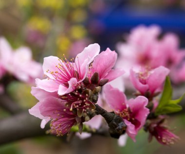 pembe şeftali blossom makro sichuan Çin