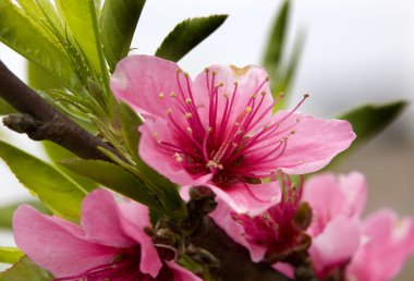 pembe şeftali blossom makroyu kapat sichuan, Çin