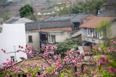 Çinli köylü evler pembe şeftali çiçekleri chengdu sichuan Çin