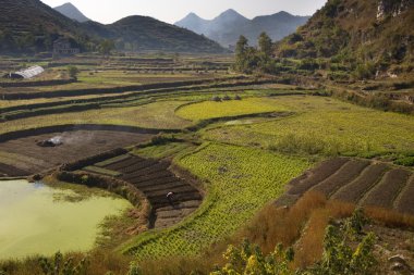 Çinli köylü çalışma alanları, guizhou, Çin