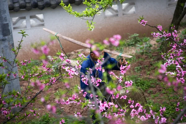 Pole şeftali meyve bahçesi sichuan Çin taşıyan Çinli köylü — Stok fotoğraf