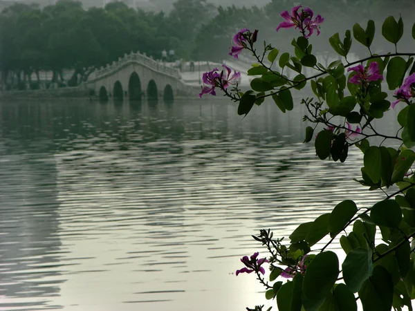 Hong Kong Orchid Tree, Chinese Bridge, Huizhou, China — Stock Photo, Image