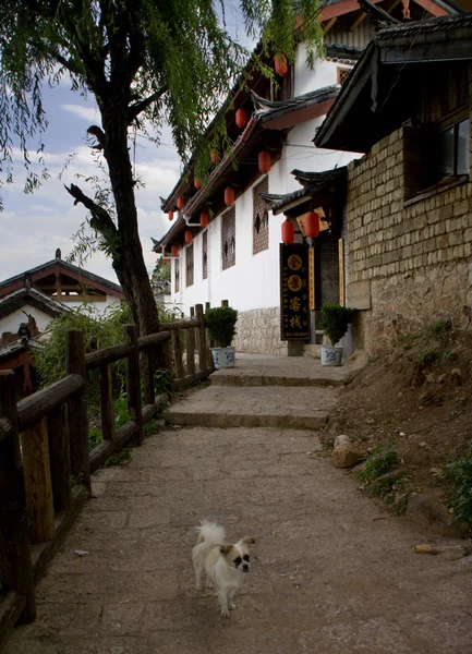 Vieille ville, Lijiang, province du Yunnan, Chine Chien — Photo