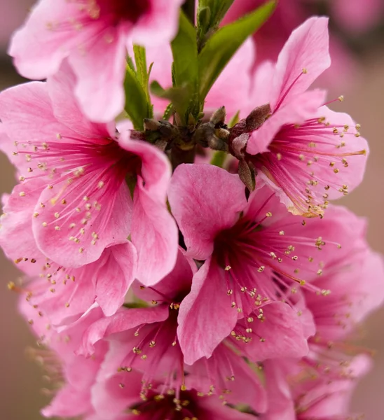 Pink Peach Blossoms Close Up Sichuan China