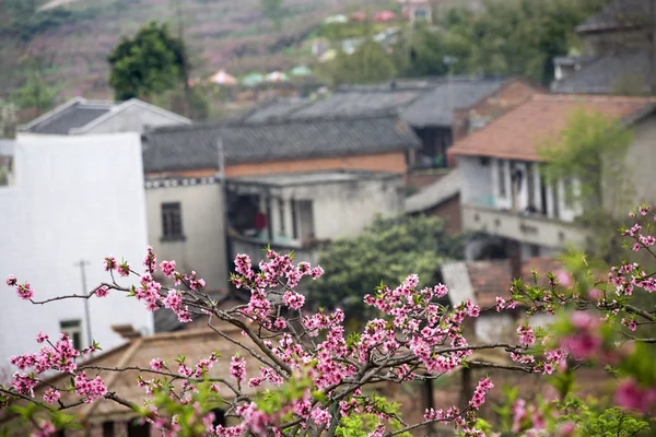 Čínská selské domy růžová broskev květy chengdu sichuan Čína — Stock fotografie