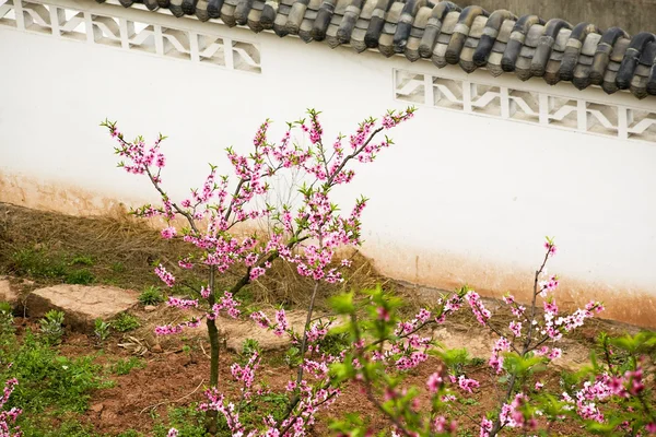 Fleurs de pêche rose Mur chinois Chengdu Sichuan Chine — Photo