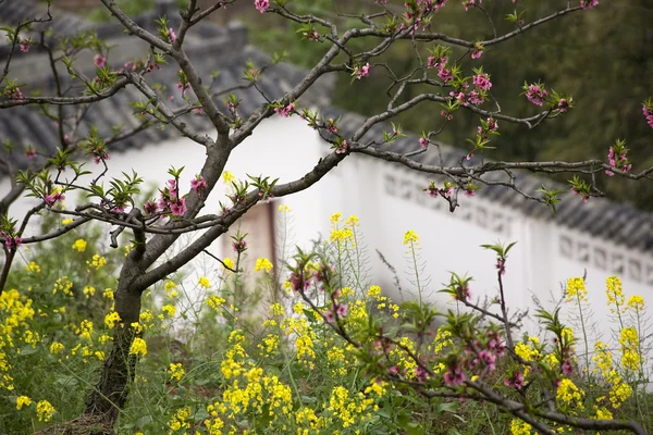 Fleurs de canola jaune pêche blanc mur chinois Sichuan — Photo