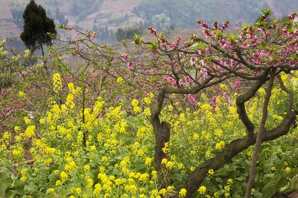ピンクの桃の黄色の菜種花中国四川省 — ストック写真