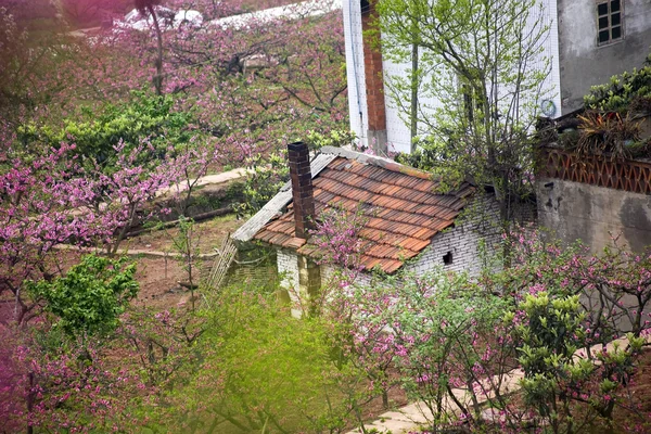 Şeftali çiçekleri Çince köylü Köyü chengdu çatılar sichuan chi — Stok fotoğraf