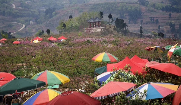 Китайский фестиваль цветения персика Чэнду Сычуань Китай — стоковое фото