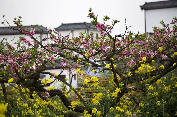 Rosa persika gula raps blommar vita kinesiska byggnader sichua — Stockfoto