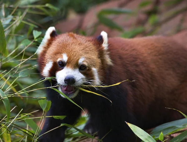 stock image Red Panda Shining Cat Eating Bamboo Panda Breeding Center