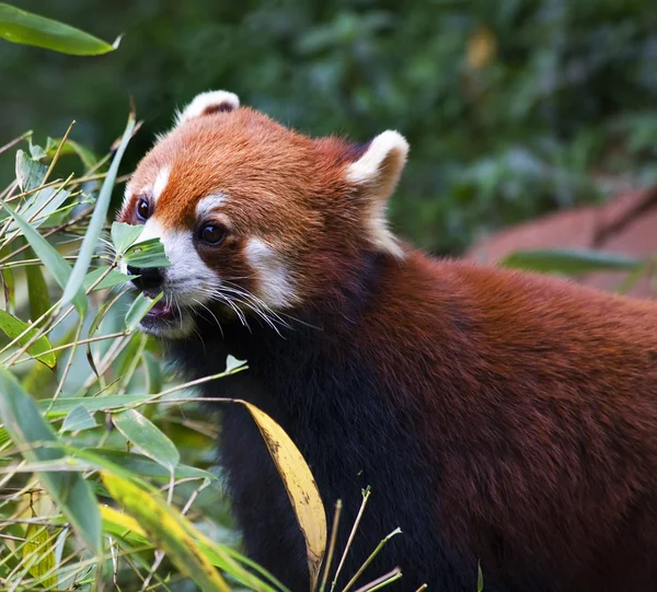 Stock image Red Panda Shining Cat Eating Bamboo Panda Breeding Center