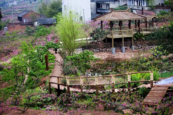 stock image Pink Peach Trees Bridge Village Chengdu Sichuan China