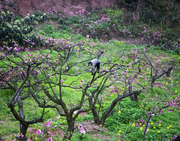 Orchard şeftali ağacı Köyü chengdu si çalışan Çinli köylü