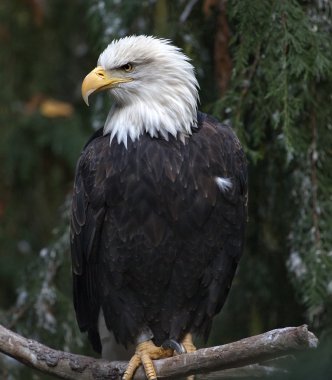 White Head Bald Eagle in Tree Washington clipart