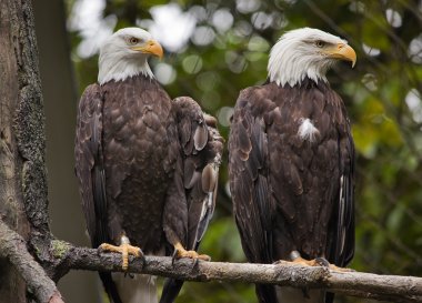 White Head Bald Eagles in Tree Washington clipart