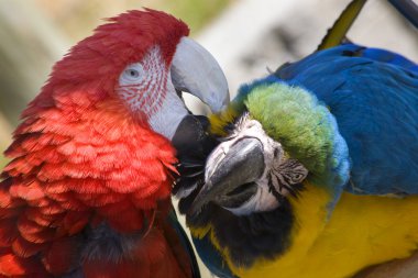 Grooming Green Wing Macaw Blue Gold Macaw clipart
