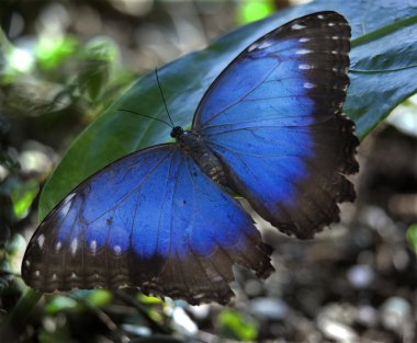Blue Morpho Butterfly clipart