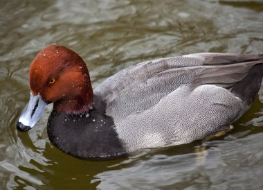 Redhead Duck Blue Bill Brown Head clipart