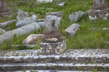 Forum Jül Sezar'ın kalıntıları kırmızı poppies bahar çiçekleri Roma İtalya