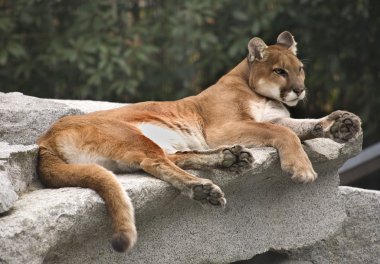 American Cougar Mountain Lion clipart