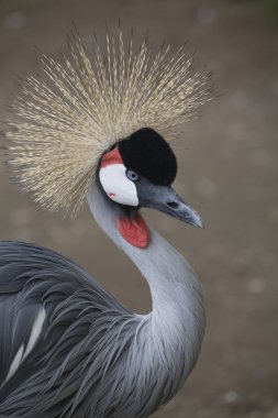 Southern Crowned Crane clipart