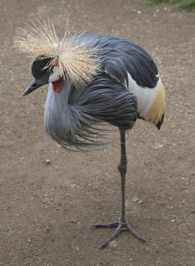 Standing Crowned Crane clipart