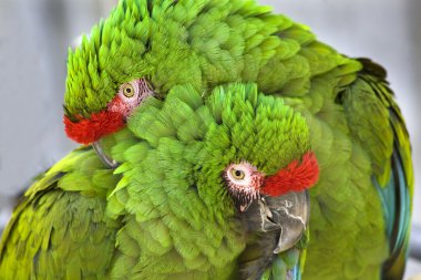 Yeşil askeri macaws sarılma