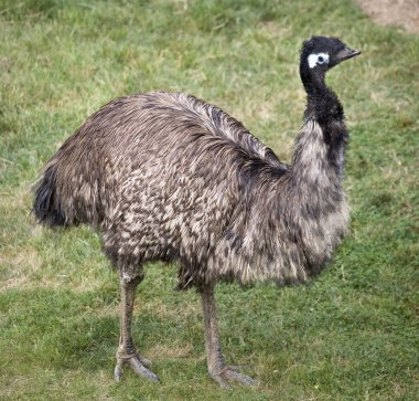 Emu Standing Up clipart