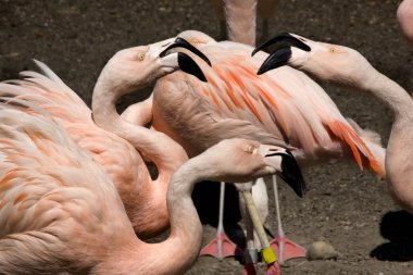 Here's Talking About It Pink Chilean Flamingos Gossiping clipart