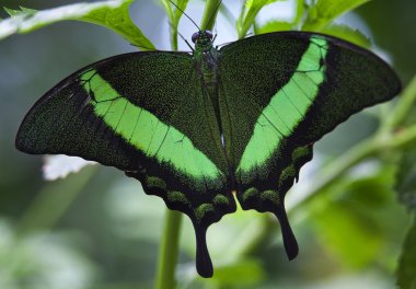 Green Banded Peacock Butterfly Papilio Palinuris clipart