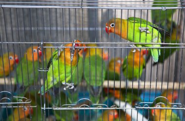 Green Yellow Parrots Hong Kong Bird Market clipart