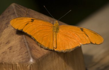 Turuncu julia kelebek makro