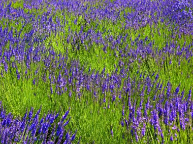 lavendar soyut