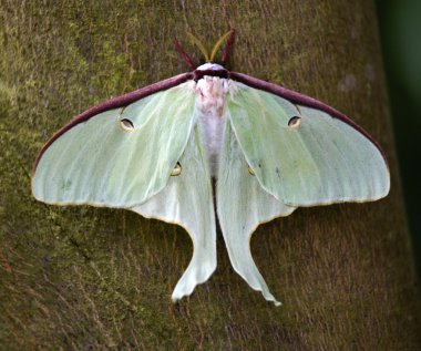 Luna Moth Close Up clipart