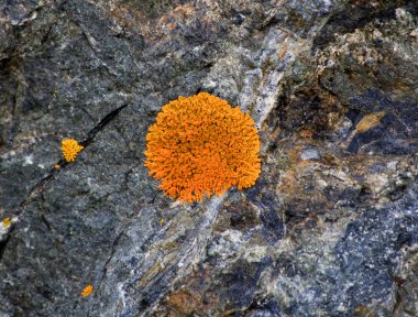 Bright Orange Lichen on Rocks Seward Highway Anchorage Alaska clipart