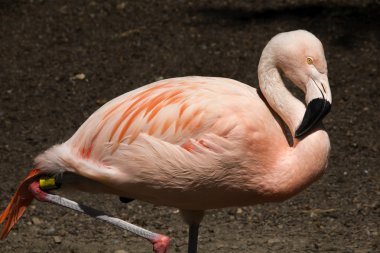 Şili pembe flamingo ve tüyler portre