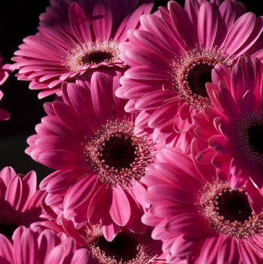 parlak pembe gerbera çiçekleri