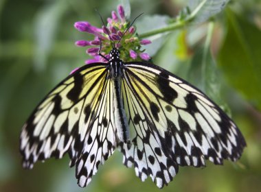 Black and White Rice Paper or Paper Kite Butterfly, Idea Leucono clipart