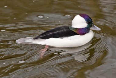 siyah beyaz bufflehead ördek