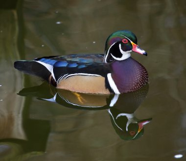 Carolina Wood Duck with Reflection clipart